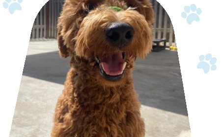 The Heart of the Home: Why Adult Dogs Are So Remarkable