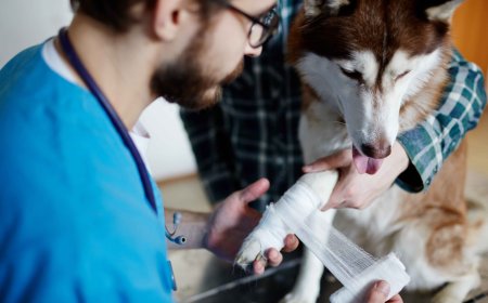 Essential Guide to Immediate Trauma Care for Pets: What Every Pet Owner Should Know