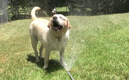 The Importance of Dermatology Pet Care