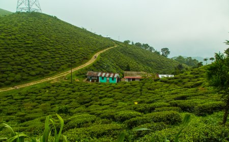 Darjeeling on a Budget: Travel Smart, Explore More
