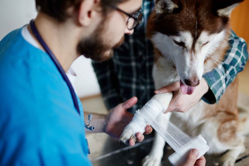 Essential Guide to Immediate Trauma Care for Pets: What Every Pet Owner Should Know