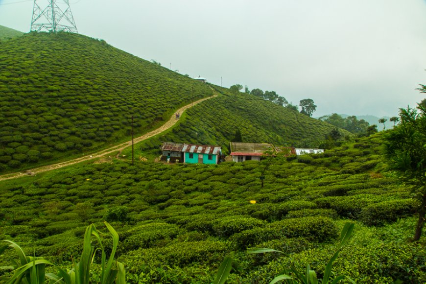 Darjeeling on a Budget: Travel Smart, Explore More