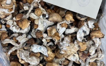 HOW TO CULTIVATE MAGIC MUSHROOM IN UNITED KINGDOM