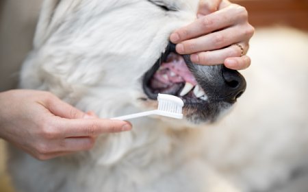 Boulevard Animal Hospital