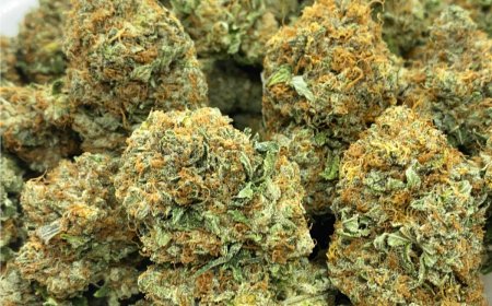 How to Find the Best Deals on Bulk Weed Online