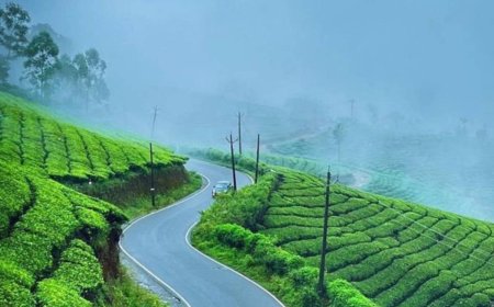 Short, Sweet, Scenic: The Magic of a Munnar Tour Package
