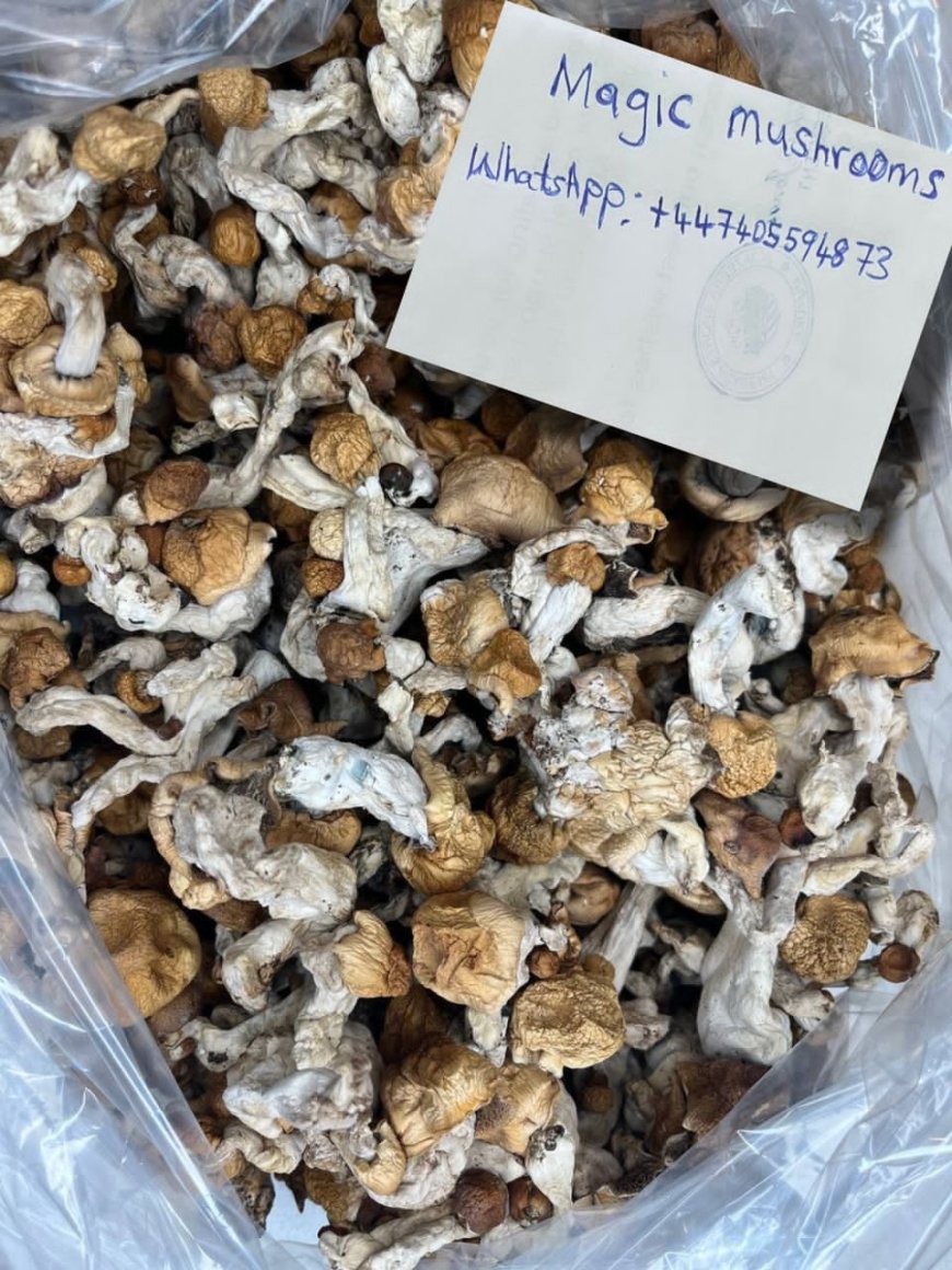 HOW TO CULTIVATE MAGIC MUSHROOM IN UNITED KINGDOM